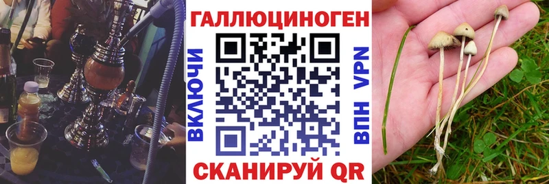 Галлюциногенные грибы GOLDEN TEACHER Купить где Шилка